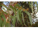 Эвкалипт камальдульский (Eucalyptus camaldulensis) Иран, 5 мл - 100% натуральное масло