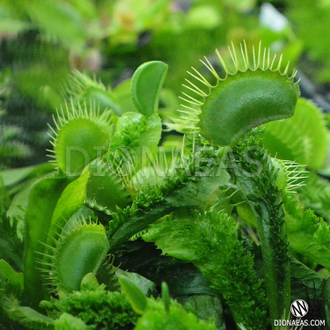 Dionaea muscipula Trichterfalle (Funnel trap)