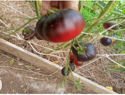 Томат Пленительный аметист