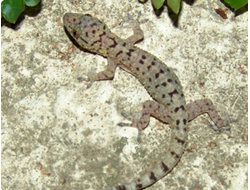 Геккон королевский (Gekko monarchus)