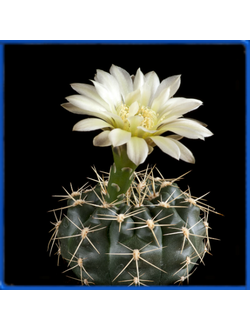 Gymnocalycium