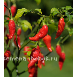 Перец Острый  Turks Cap, 10 шт