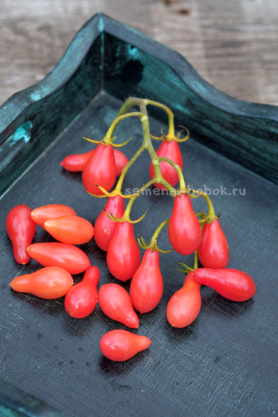 Томат Elf Tears (Слезы Эльфа), 10 шт