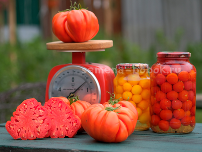 Томат Rim (Рим), 10 шт