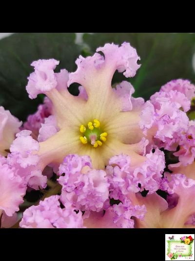 РМ-Оранжевое Лето (Н. Скорнякова) 2022 г. (детка)