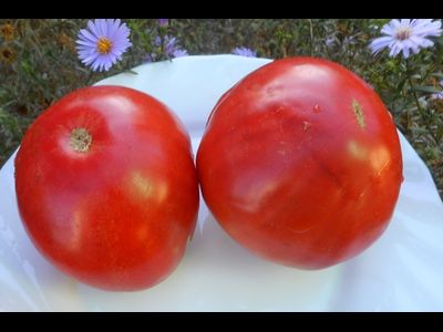 Томат Зинуля