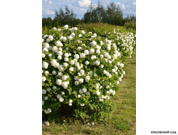 Калина Компактум