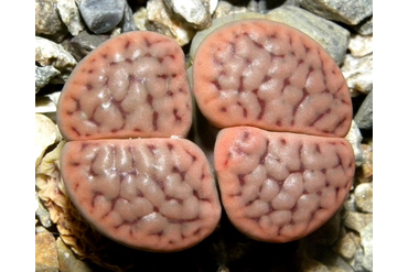 Lithops schwantesii (Литопс Швантеса)