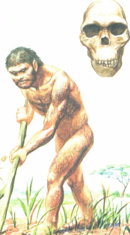 гоминид люси. австралопитек африканус. австралопитеки человек прямоходящий. прямоходящие приматы австралопитеки. хомо эректус хомо сапиенс хабилис.