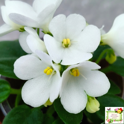 ЛЕ-Принцесса Лея (Е.Лебецкая) 2016 г.