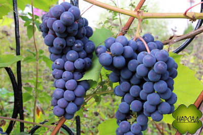 Виноград не укрывной для Подмосковья "Изабелла" (черная, ранняя)