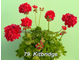 Пеларгония Kitbridge
