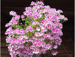 Пеларгония PAC Angeleyes Viola