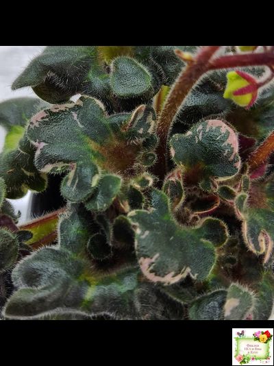 Н-Тет-а-Тет (Н. Бердникова) 2019 г. (лист укоренённый с деткой)