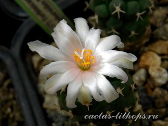 Turbinicarpus lophophoroides PP207 (семена)