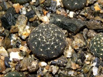 Gymnocalycium bruchii v. niveum VG 536