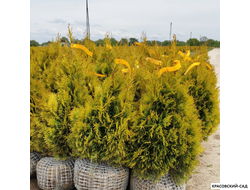 Голден Смарагд отправка - Красовский-Сад.рф