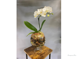 Орхидея в вазе (бокале)