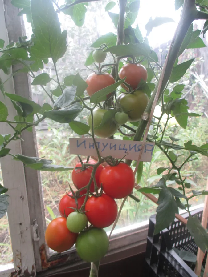 Томат "Интуиция F1" . Замечательный сорт со стабильно высоким урожаем. Размер и консистенция плодов идеальная для консервирования и заготовок.
