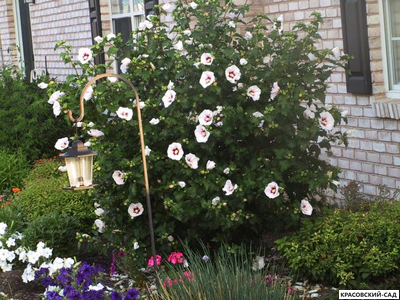 Гибискус Ред Хет - Red Heart