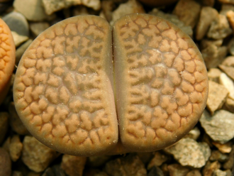 Lithops hookeri (vermiculate form) C051 (MG-1616.05)