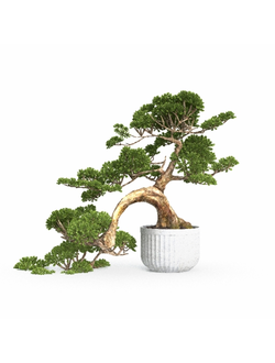 комнатные Бонсай 21