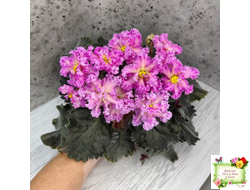 РМ-Янтарная Луна (спорт от РМ-Богиня Солнца) 2020-2021 г.