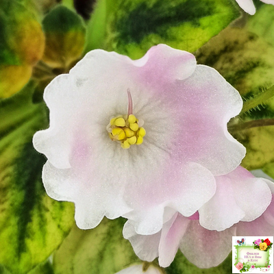 Н-Принцесса на Горошине (Н. Бердникова) 2014 г.