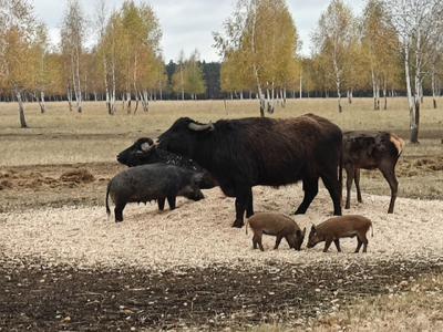 Спасск "Сафари-тур к маралам"