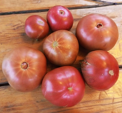 Томат Париж (Paris)