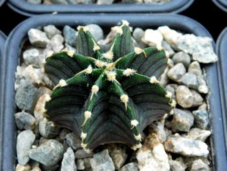 Gymnocalycium friedrichii v.moserianum VoS-014а (D=25mm) 8 ribs