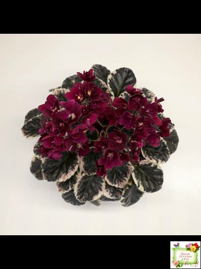 Black Jewel (H.Pittman) 02/14/04