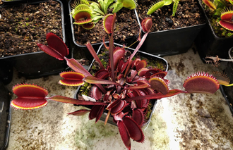 Dionaea muscipula Trev's Red Dentate