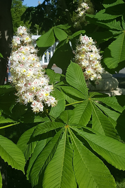 Каштан конский обыкновенный