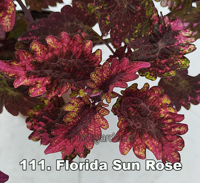 Колеус Florida Sun Rose