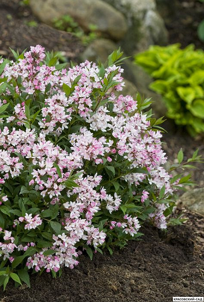 Дейция гибридная Юки Черри Блоссом