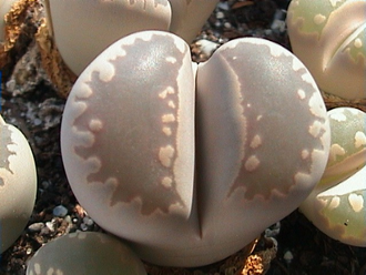 Lithops otzeniana C350 (MG-1687.3) - 10 семян