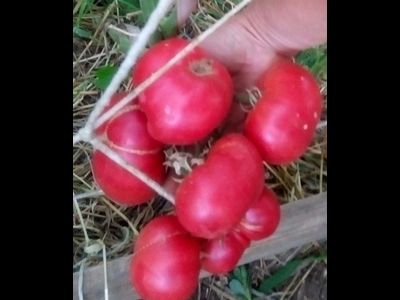 Томат Новое поколение Бурчема (Burcham's New Generation) США