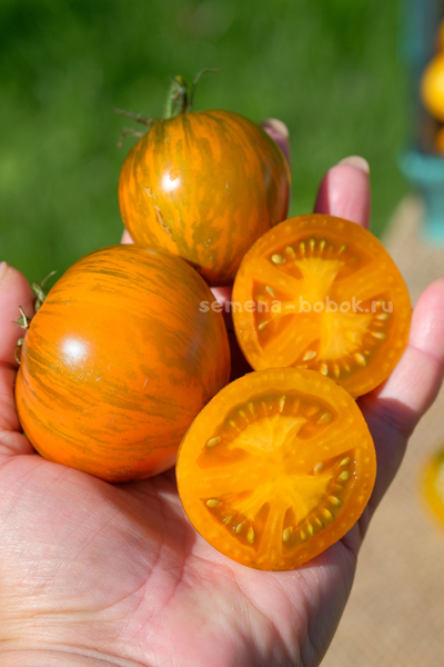 Томат Dwarf Jeremy's Stripes (Гном Джереми Полосатый), 10 шт