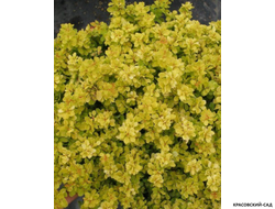 Барбарис Тунберга Sensation - фото крупным планом - красовский-сад.рф