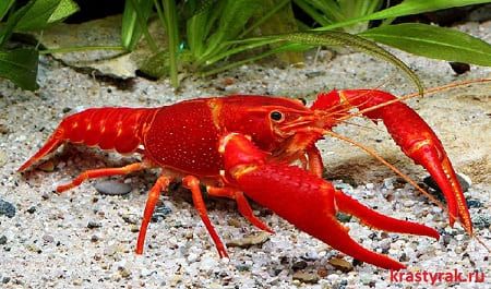 красный рачок в воде
