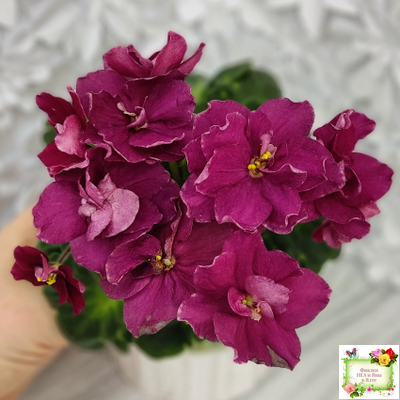 ВаТ-Супер Мама (Т.Валькова) 2020 г.