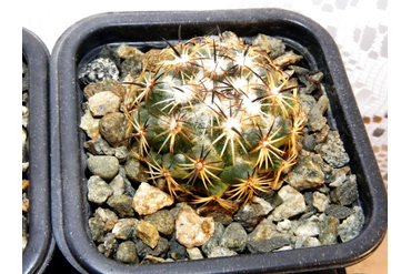 Coryphantha 3 