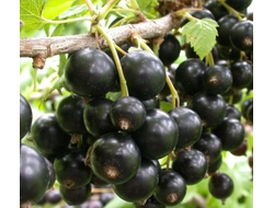 Смородина черная  Сокровище | Купить саженцы смородины