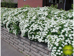 Спирея БЕРЕЗОЛИСТНАЯ (ТАВОЛГА)