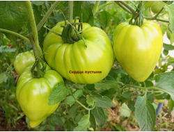 Томат Сердце пустыни