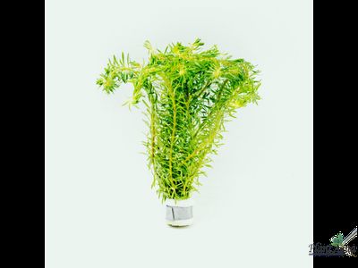 Ротала Босси (пучок)