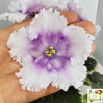 Dn-Дух Різдва (Д. Денисенко) 2020 г.