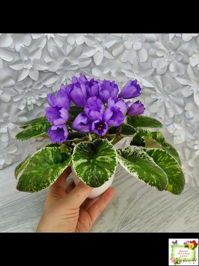 КНН-Крокус (Н. Куриленко) 2022 г. (лист с детками посажен 23.07.25)