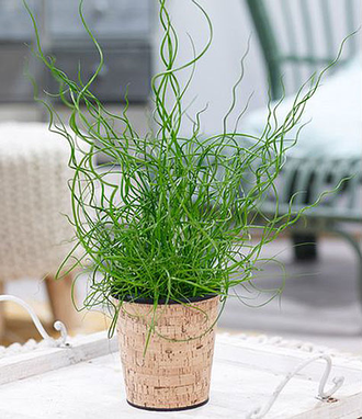 Juncus Spiralis